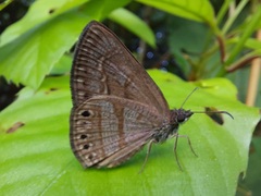 Timochreon satyrus