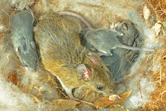 Peromyscus gossypinus
