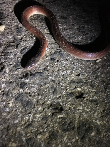 Pseudoboa neuwiedii