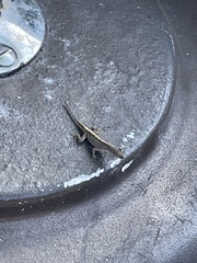 Anolis sagrei