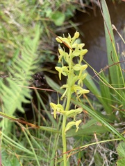 Platanthera tipuloides