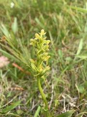 Platanthera tipuloides