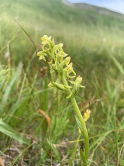 Platanthera tipuloides