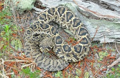 Crotalus adamanteus