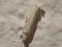 Erechthias minuscula