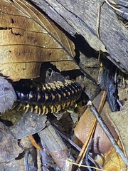 Rudiloria