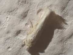 Erechthias minuscula
