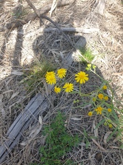 Senecio brigalowensis