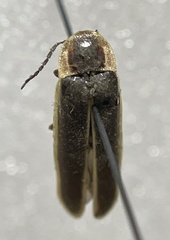 Photinus ardens