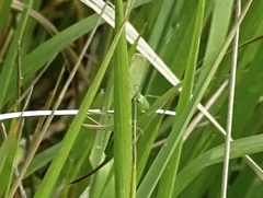 Conocephalus saltans