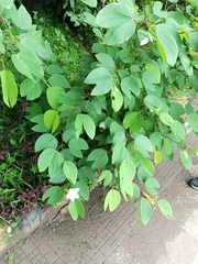 Bauhinia acuminata