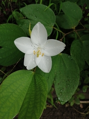 Bauhinia acuminata