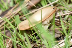 Singerocybe