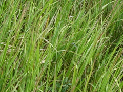 Conocephalus saltans