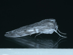 Capusa cuculloides