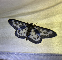 Percnia