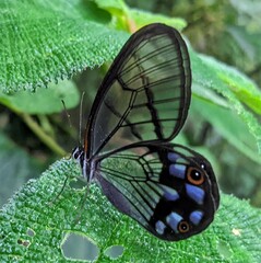 Pseudohaetera mimica