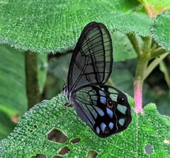 Pseudohaetera mimica