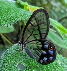 Pseudohaetera mimica