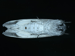 Capusa cuculloides