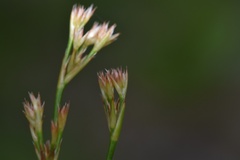 Juncus trigonocarpus