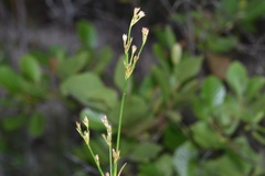 Juncus trigonocarpus