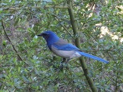 Aphelocoma californica