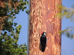 Melanerpes formicivorus