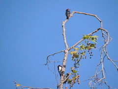 Melanerpes formicivorus