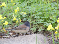 Junco hyemalis
