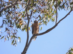 Buteo lineatus