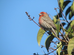 Haemorhous mexicanus