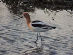 Recurvirostra americana