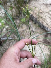 Juncus trigonocarpus