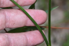 Juncus trigonocarpus