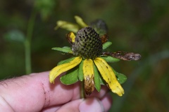 Rudbeckia scabrifolia