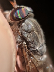 Hybomitra microcephala