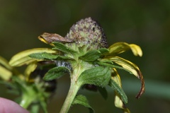 Rudbeckia scabrifolia