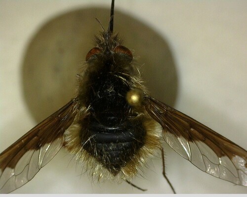 iNaturalist observation photo of Greater Bee Fly