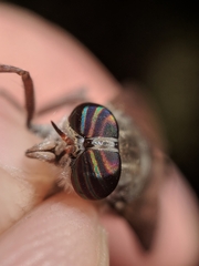 Hybomitra microcephala