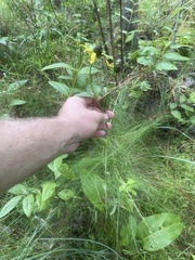 Rudbeckia scabrifolia