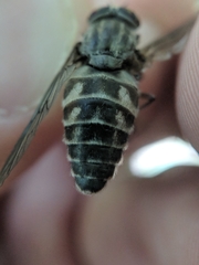 Hybomitra microcephala