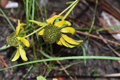 Rudbeckia scabrifolia