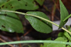 Rudbeckia scabrifolia