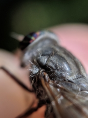 Hybomitra microcephala