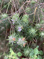 Westringia senifolia