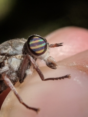 Hybomitra microcephala