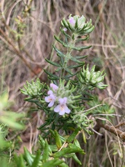 Westringia senifolia