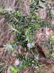 Westringia senifolia