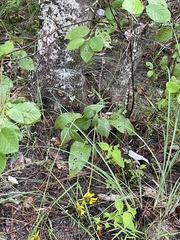 Rudbeckia scabrifolia